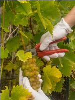 Weinlese Wachau 21