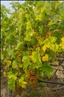 Weinlese Wachau 20