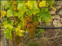 Weinlese Wachau 19