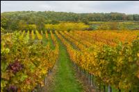 Weinlese Wachau 18