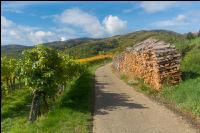 Weinlese Wachau 17
