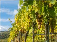 Weinlese Wachau 16