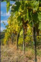 Weinlese Wachau 15