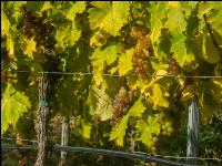 Weinlese Wachau 14