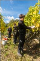 Weinlese Wachau 13