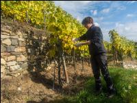 Weinlese Wachau 11