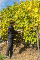 Weinlese Wachau 10
