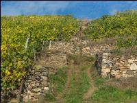 Weinlese Wachau 9
