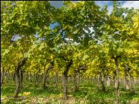 Weinlese Wachau 8