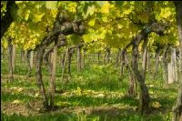 Weinlese Wachau 7