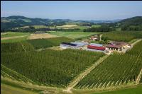 Hopfen 19
