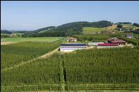 Hopfen 18