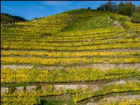 Wachau 23