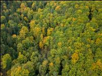 Mischwald im Oktober 8