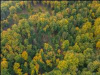 Mischwald im Oktober 7