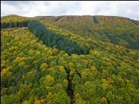 Mischwald im Oktober 6
