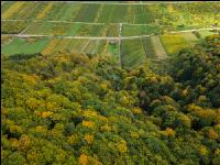 Mischwald im Oktober 5