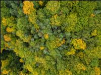 Mischwald im Oktober 3