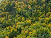 Mischwald im Oktober 2