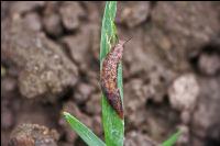 Ackerschnecke Getreide 3