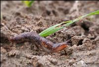 Ackerschnecke Getreide 2