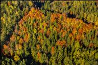 Mischwald im Oktober 10
