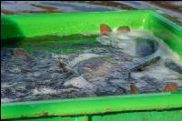 Karpfenteich abfischen 4