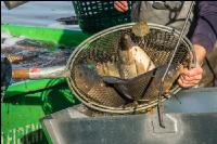 Karpfenteich abfischen 2