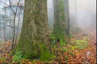 Nebelstimmung Herbstwald 3