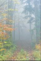 Fog in autumn forest 2