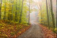 Fog in autumn forest 1