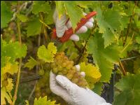 Wine harvest Wachau 22