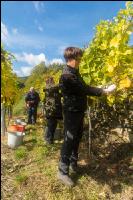 Wine harvest Wachau 13