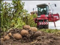 Industrial potatoe harvest 84