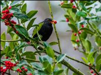 Amsel 3