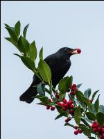 Amsel 2