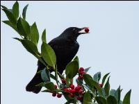 Amsel 1