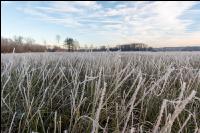 Kremsauen November 5