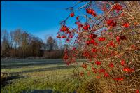 Kremsauen November 3