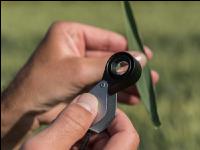 Foliage diseases magnifier 1