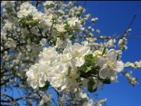 Kirsche Blüte 28