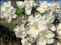 Kirsche Blüte 30