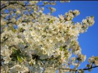 Kirsche Blüte 31