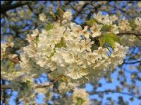 Kirsche Blüte 33