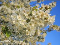 Kirsche Blüte 34