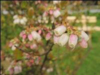 Heidelbeere Blüte 4