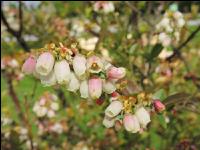 Heidelbeere Blüte 3
