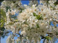 Kirsche Blüte 27