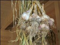 Knoblauch 12