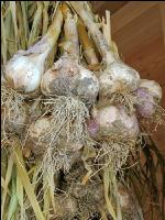 Knoblauch 11